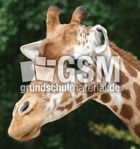 Giraffe-089.jpg